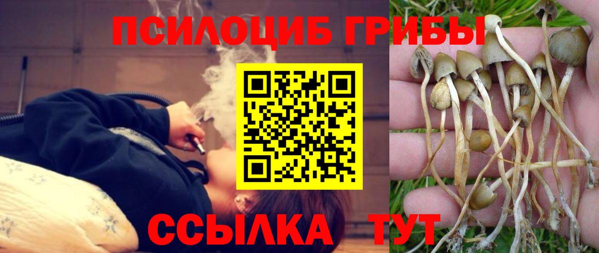 Псилоцибиновые грибы ЛСД  закладка  Мичуринск  Псилоцибиновые грибы прущие грибы 